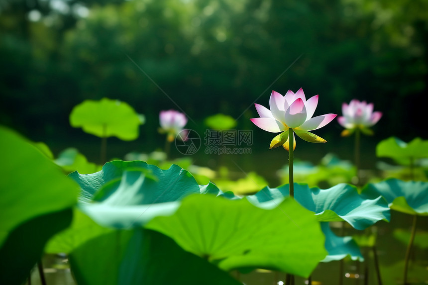 荷叶与莲花图片