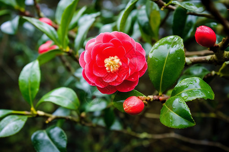 红色山茶花图片