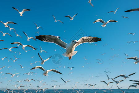 海鸥动物特写图片