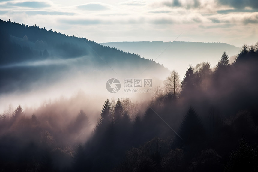 迷雾的森林图片