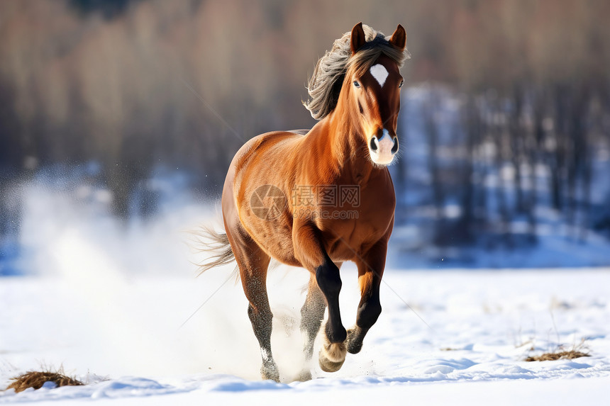 雪后树林中奔跑的马匹图片