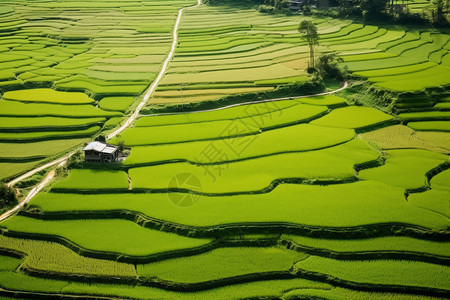 大片稻田大片的农作物背景