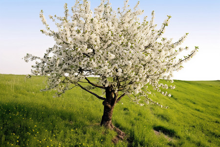 草地上美丽的樱桃树图片