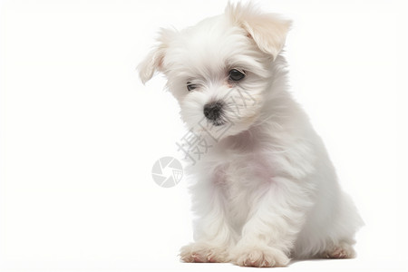 呆萌的狗狗漂亮马尔萨高清图片