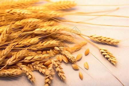 小麦和麦穗图片