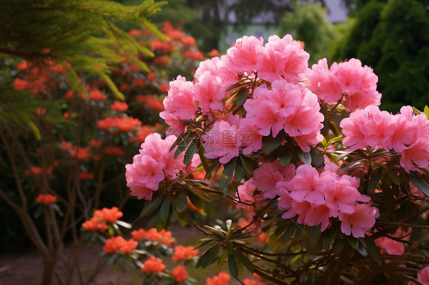 美丽的杜鹃花图片