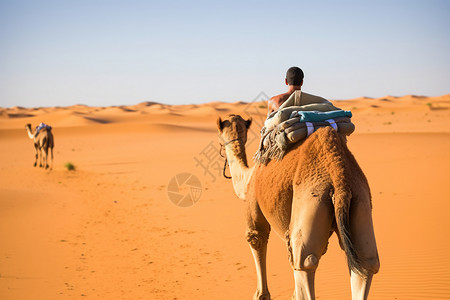 沙漠上的人和骆驼图片