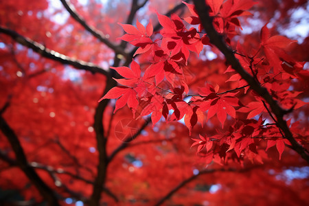 秋天大自然的枫树图片