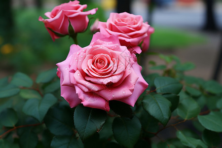 花园里的玫瑰花高清图片
