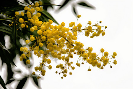 盛开的美丽黄色花朵图片
