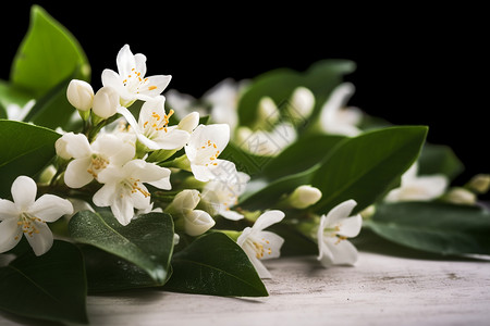 白色的茉莉花背景图片