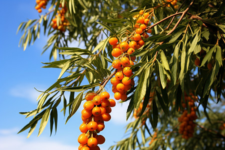 橙色浆果橙色浆果高清图片