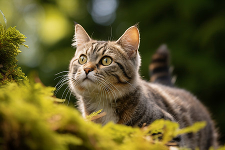 虎斑小猫咪可爱的虎斑猫设计图片