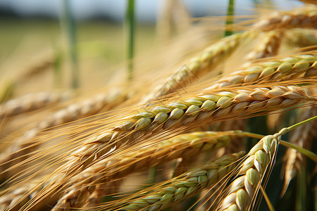 成熟的小麦农村种子高清图片