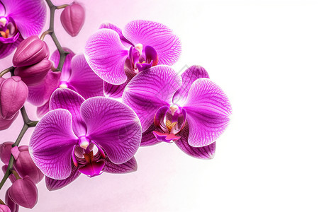 婚礼上的紫色花束背景图片