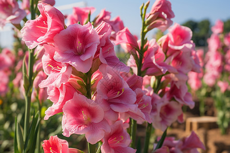 美丽的花卉白百合季节高清图片