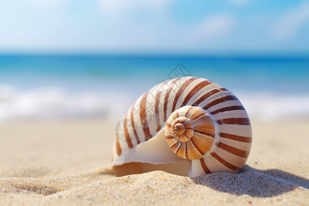 海滩上的鹦鹉螺背景