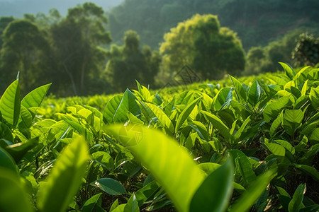 山上的绿茶园图片