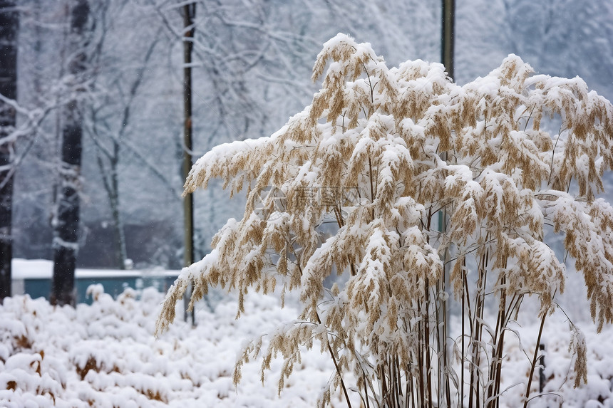 植物上的雪花图片