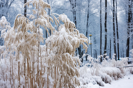 冬天雪天遛狗森林中的雪天景色背景