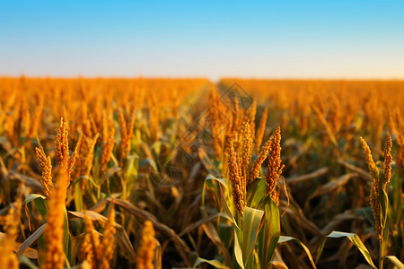 收割后的玉米地农场中等待收割的小麦背景