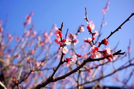 公园盛开的美丽桃花图片