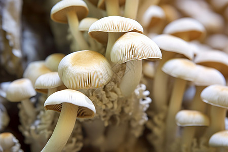 白色的蘑菇背景图片