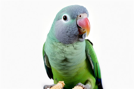 绿色的长尾小鹦鹉图片