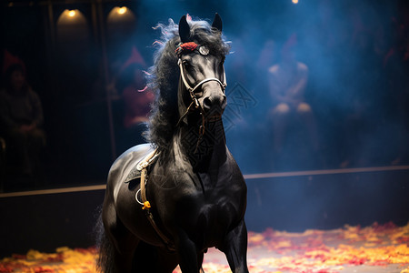 马戏团表演的马匹高清图片