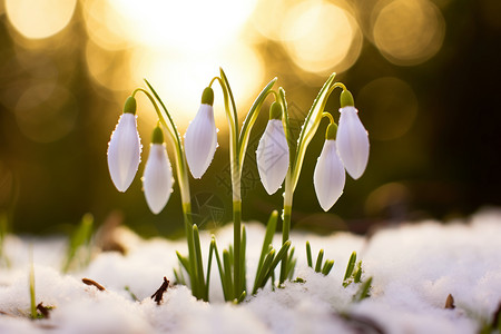冬天雪地里的花朵背景图片