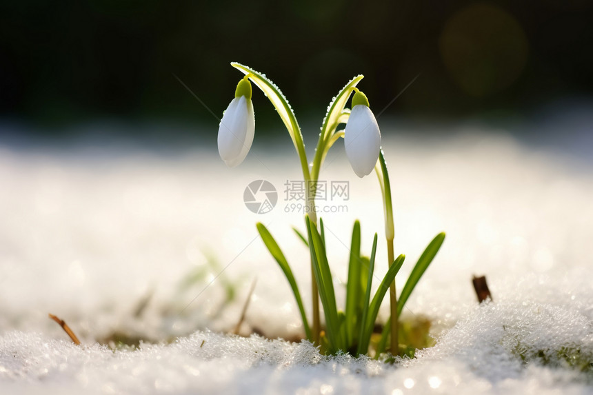 雪地里的花朵图片