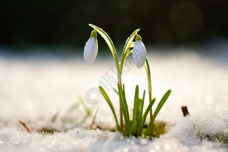 雪地里的花朵背景图片