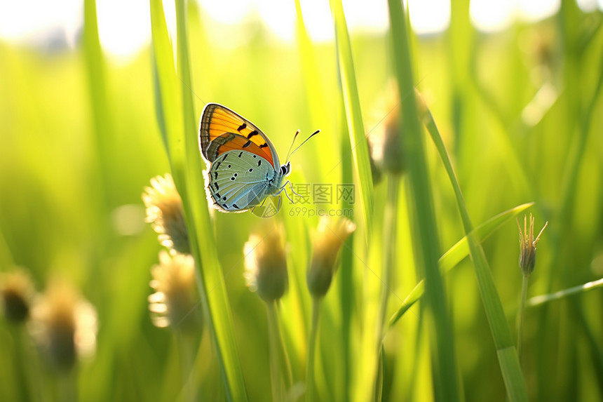 落在草上的蝴蝶图片
