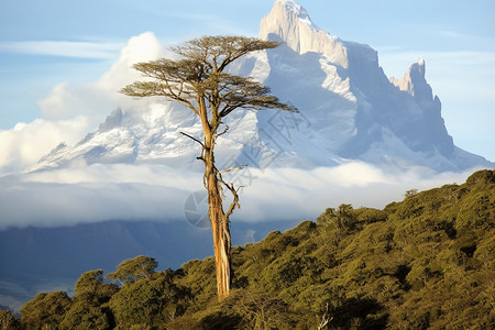 徒步旅行的肯尼亚山脉图片