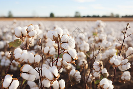 农村种植的棉花农场图片