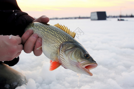 冬天捕鱼冬天冰面上冰钓的鱼背景