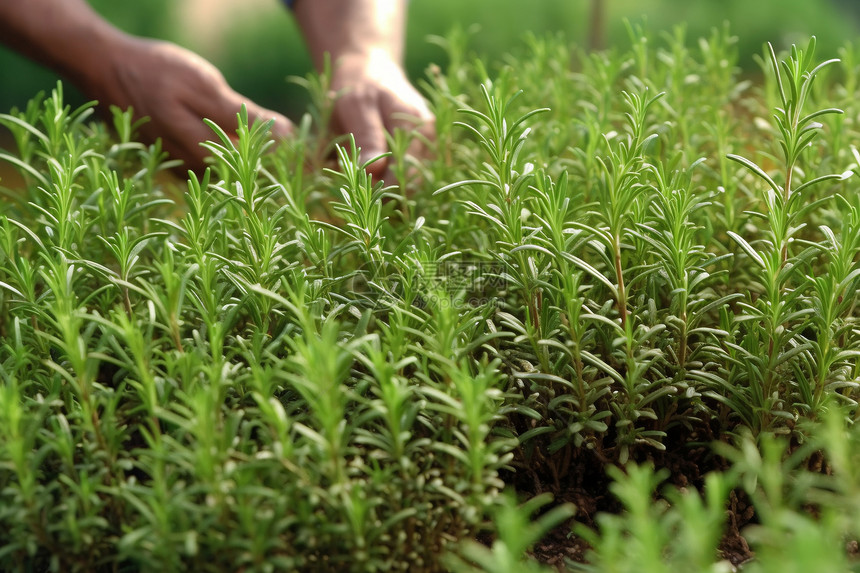 田野中种植的植物图片