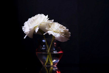 花瓶中盛开的康乃馨图片