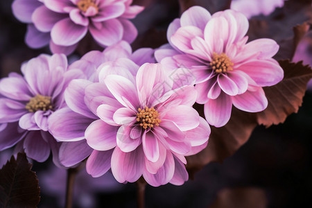 花园里的菊花背景图片