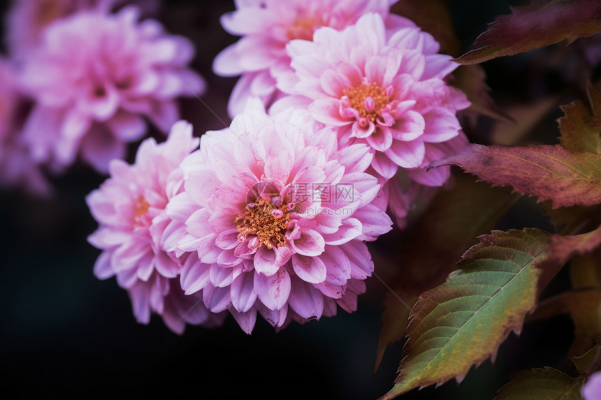 粉红色的菊花图片