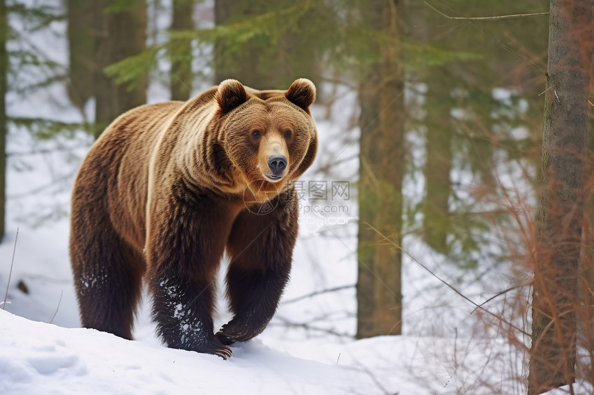 雪地中野生的棕熊图片