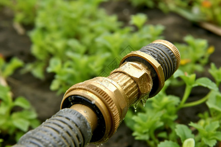 花园内灌溉的喷嘴图片