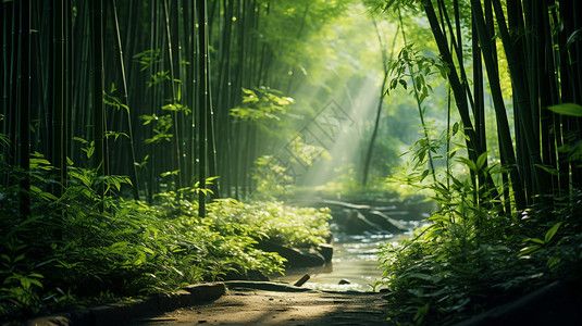 郁郁葱葱的竹林景观美丽高清图片素材
