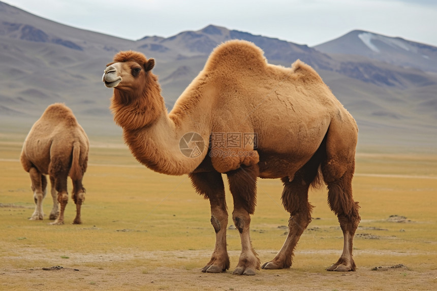 野生哺乳动物-骆驼图片