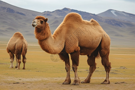 野生哺乳动物-骆驼高清图片