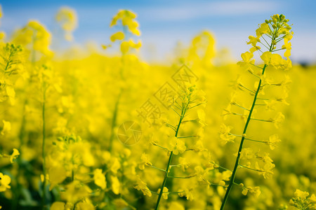 油菜花田野图片