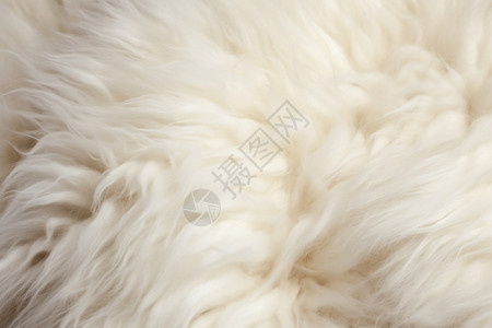 白色的羊毛地毯图片