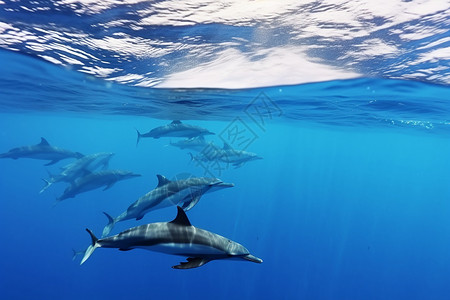 海洋生物海豚海洋动物海豚背景