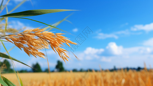 摇曳芦苇绿色农场中成熟的小麦作物背景