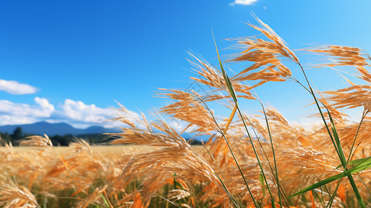农场收割秋天等到收割的稻田背景